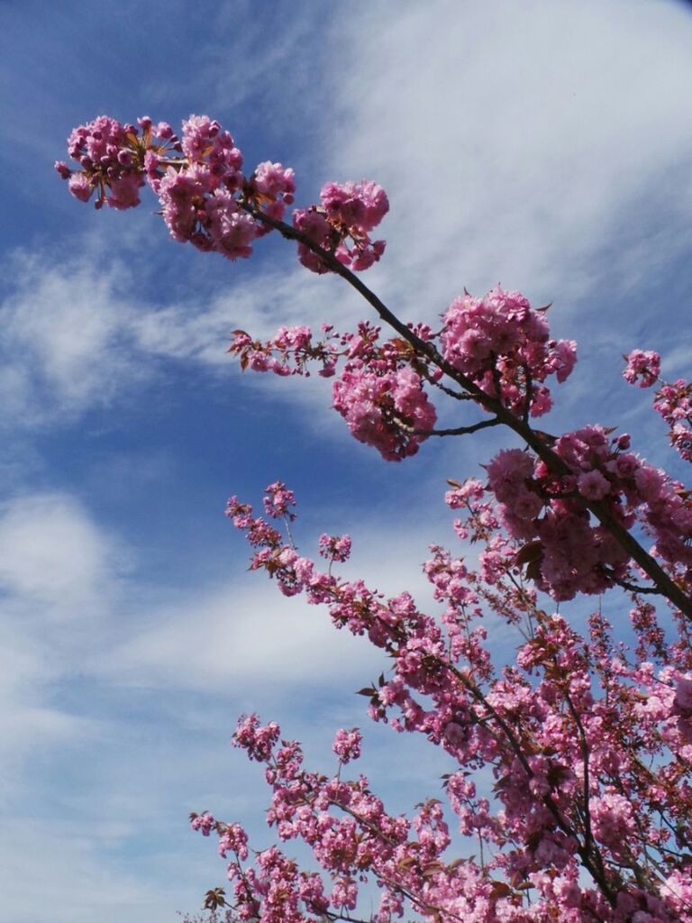 LOW ANGLE VIEW OF PINK FLOWERS ON TREE