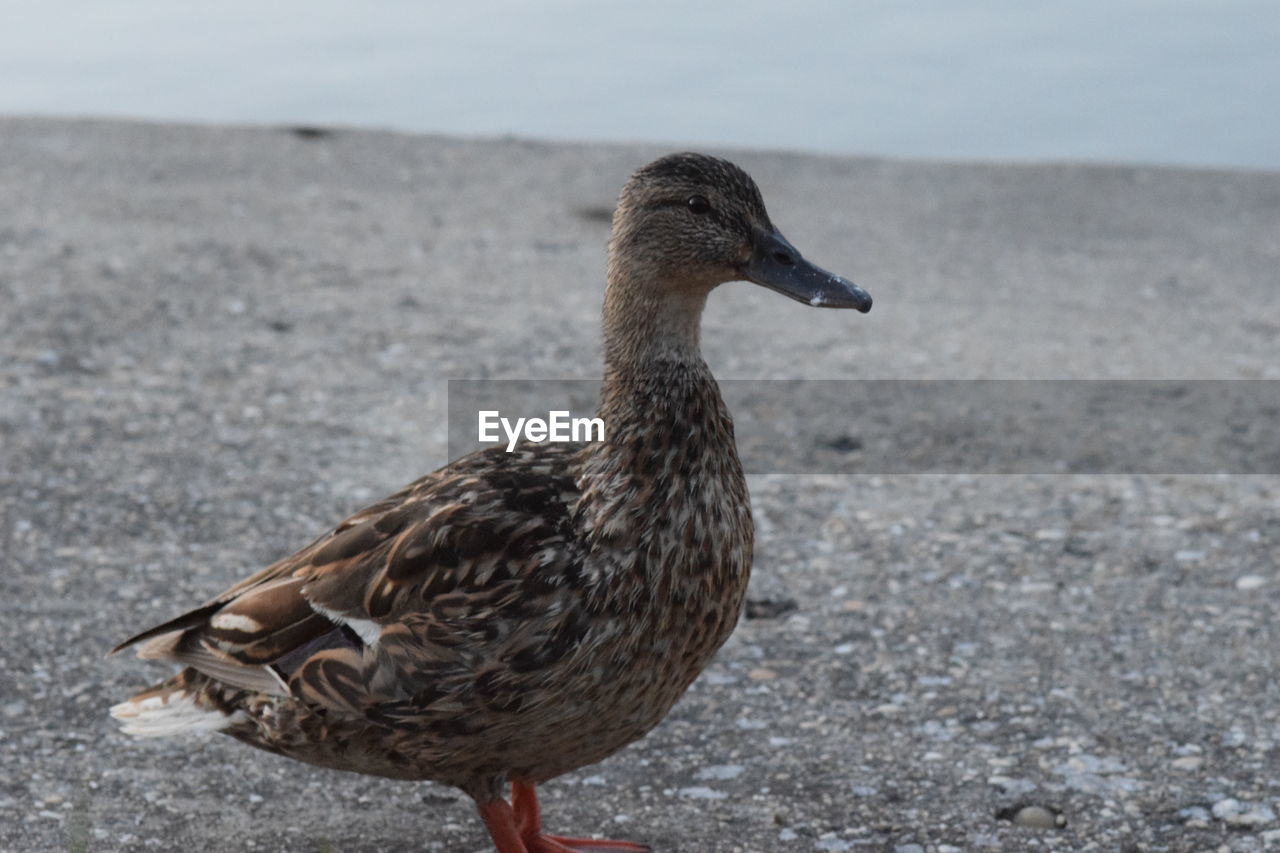 SIDE VIEW OF A BIRD