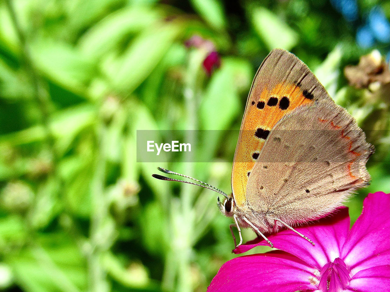 CLOSE-UP OF BUTTERFLY POLLINATING ON PINK FLOWER