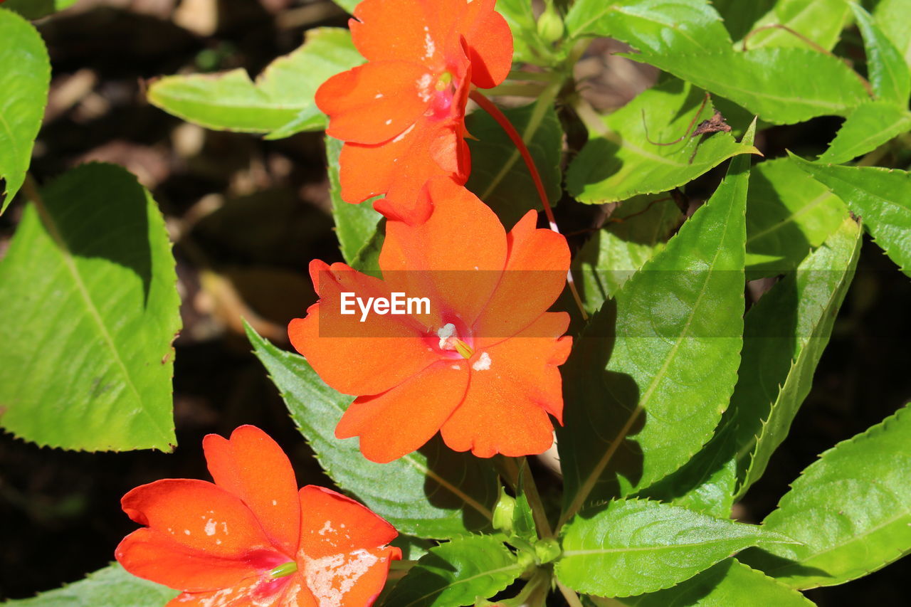 CLOSE-UP OF RED FLOWERS BLOOMING