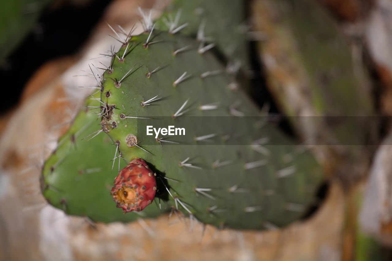 CLOSE-UP OF CACTUS PLANT GROWING ON TREE TRUNK