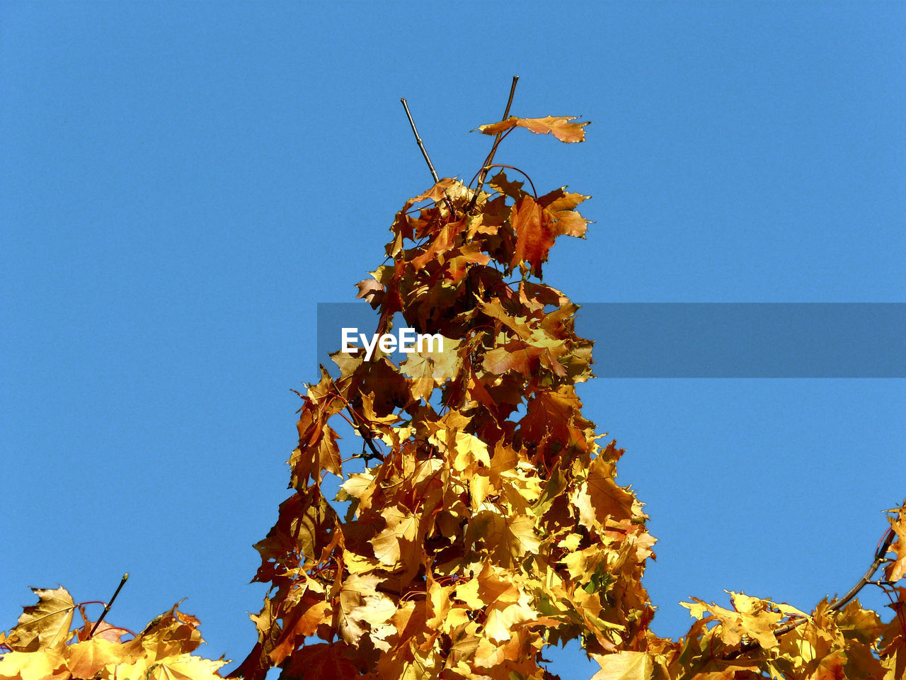 LOW ANGLE VIEW OF PLANT ON TREE AGAINST BLUE SKY