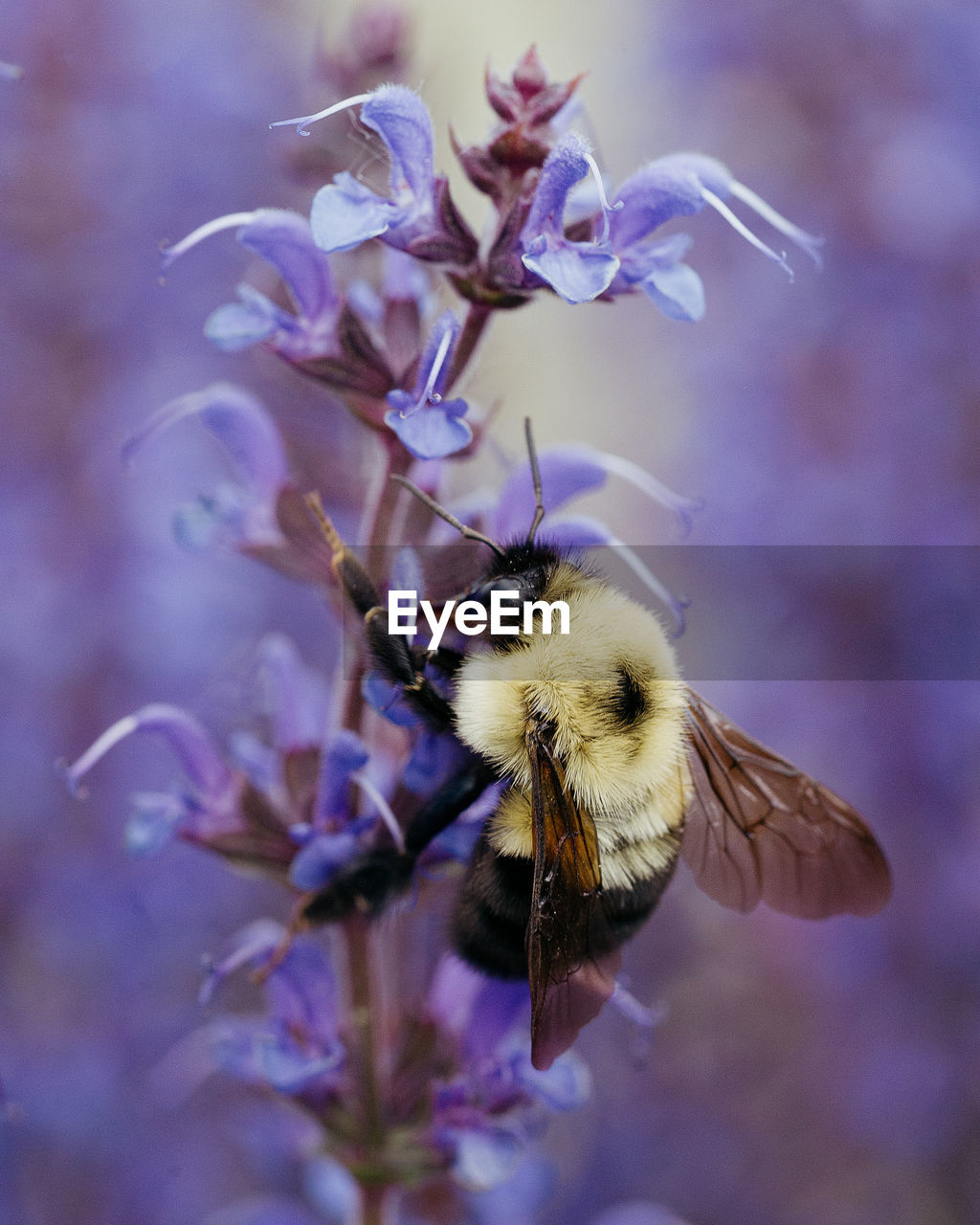 Close-up of bee on lavender