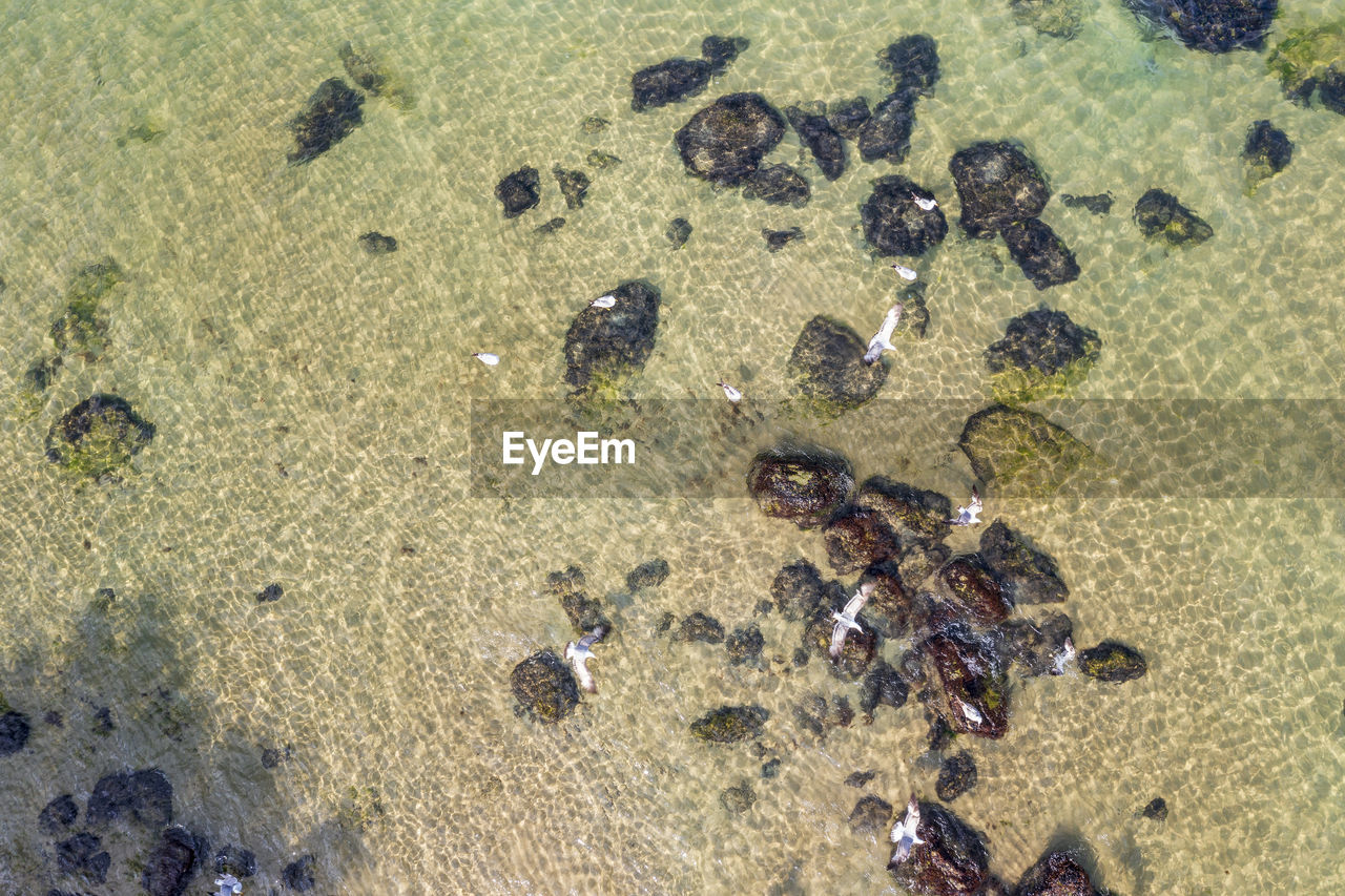 high angle view, land, beach, sand, nature, marine biology, no people, day, animal, animal wildlife, large group of animals, animal themes, water, sunlight, sea, reef, group of animals, outdoors, wildlife, beauty in nature, full frame