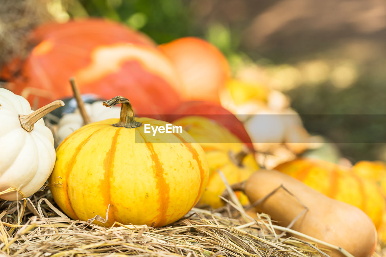 Close-up of pumpkins