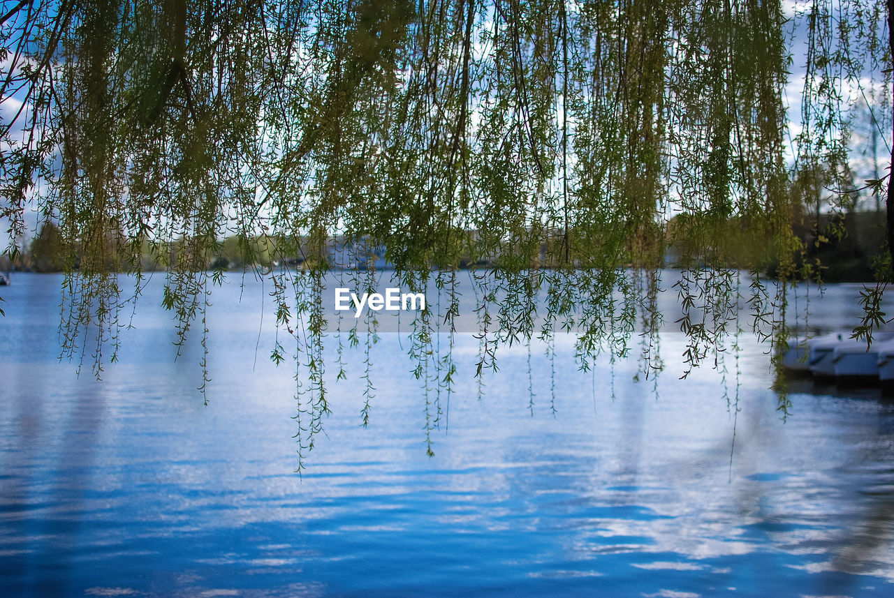 PLANTS BY LAKE AGAINST SKY