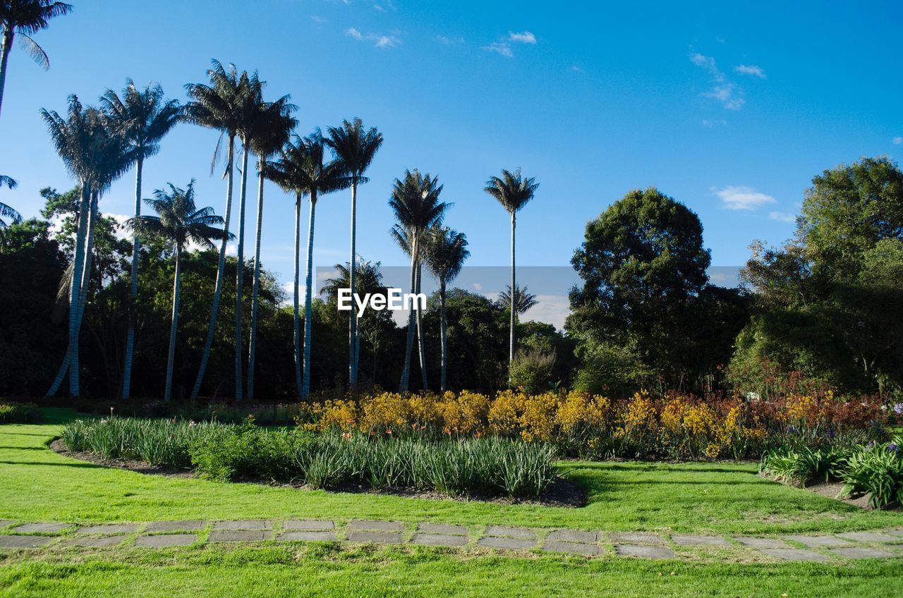 Trees and plants in park