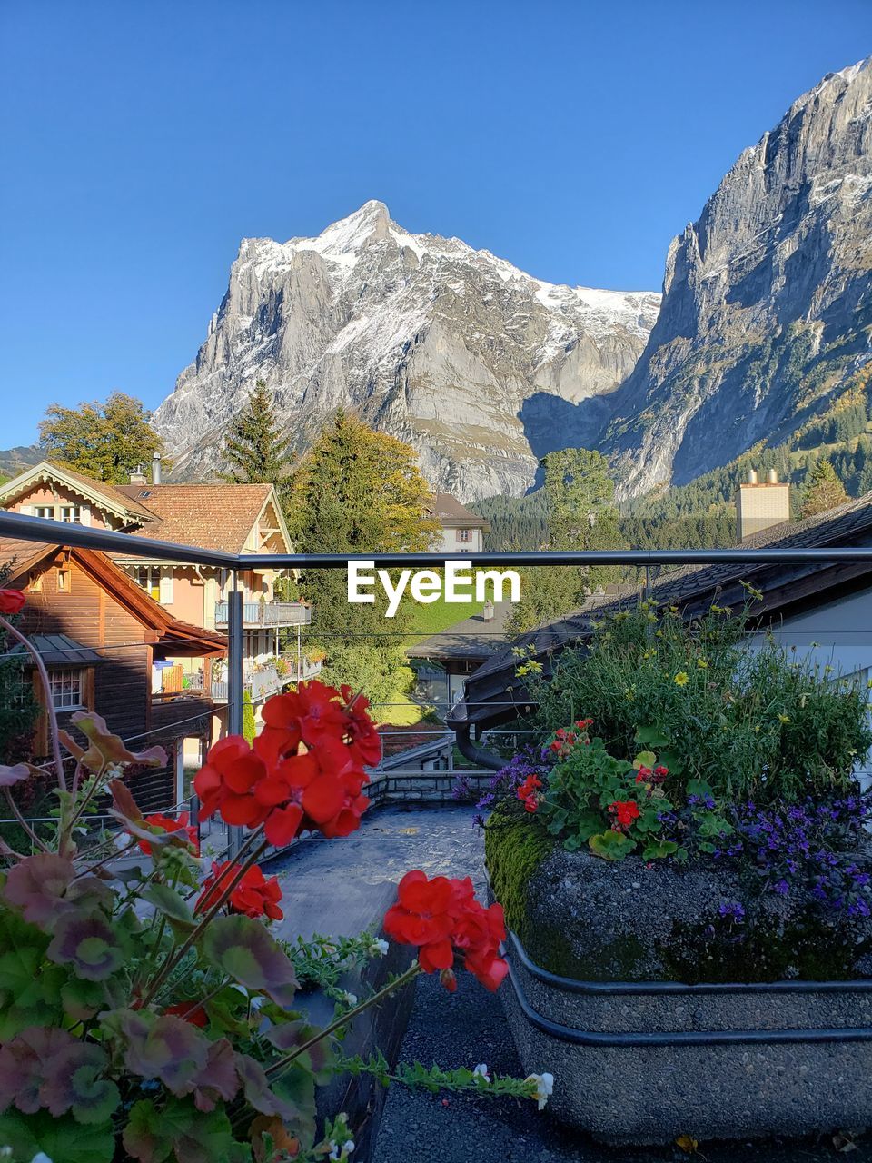 Flowering plants by building and mountains against sky