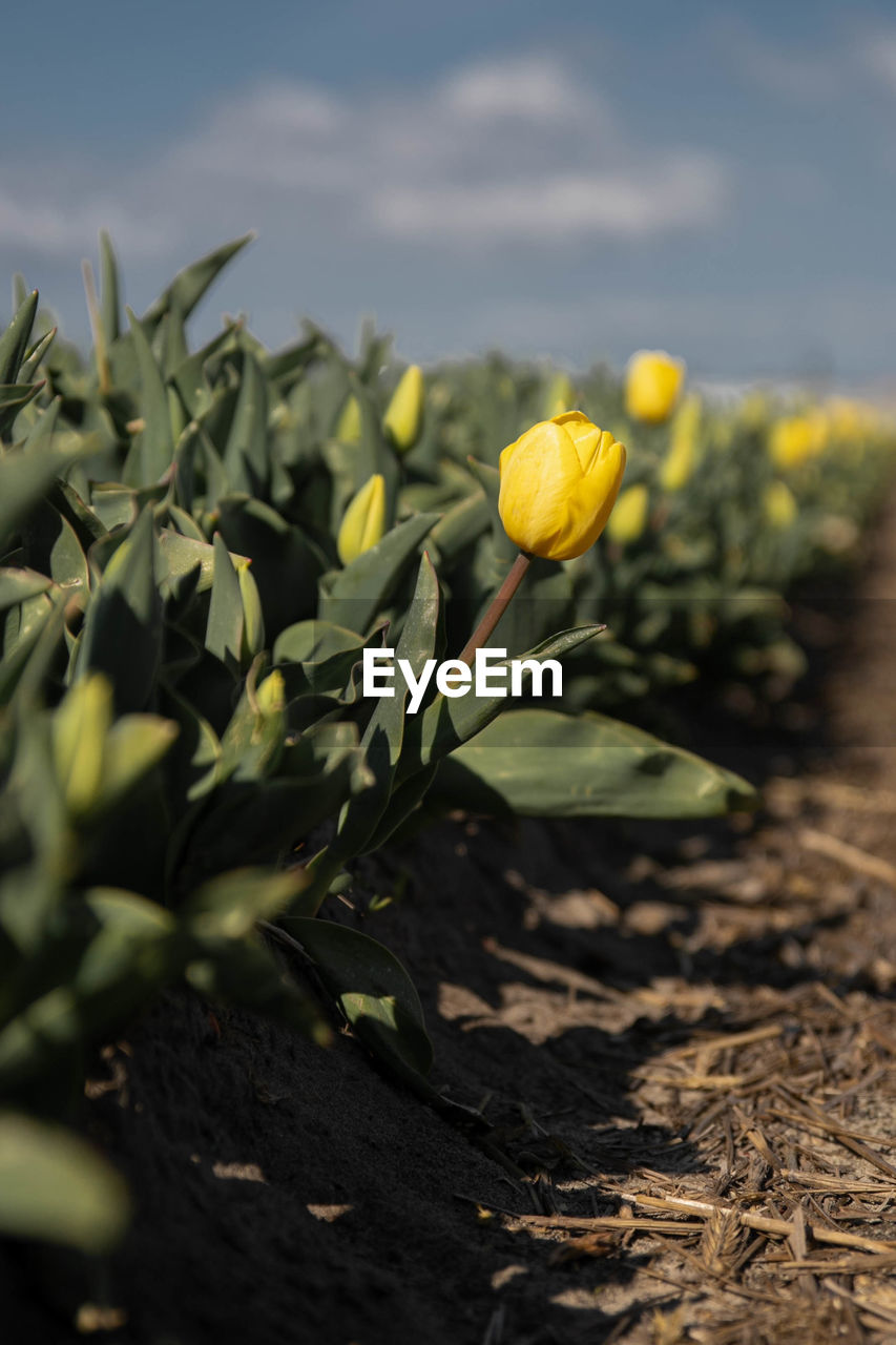CLOSE-UP OF SUNFLOWER ON FIELD