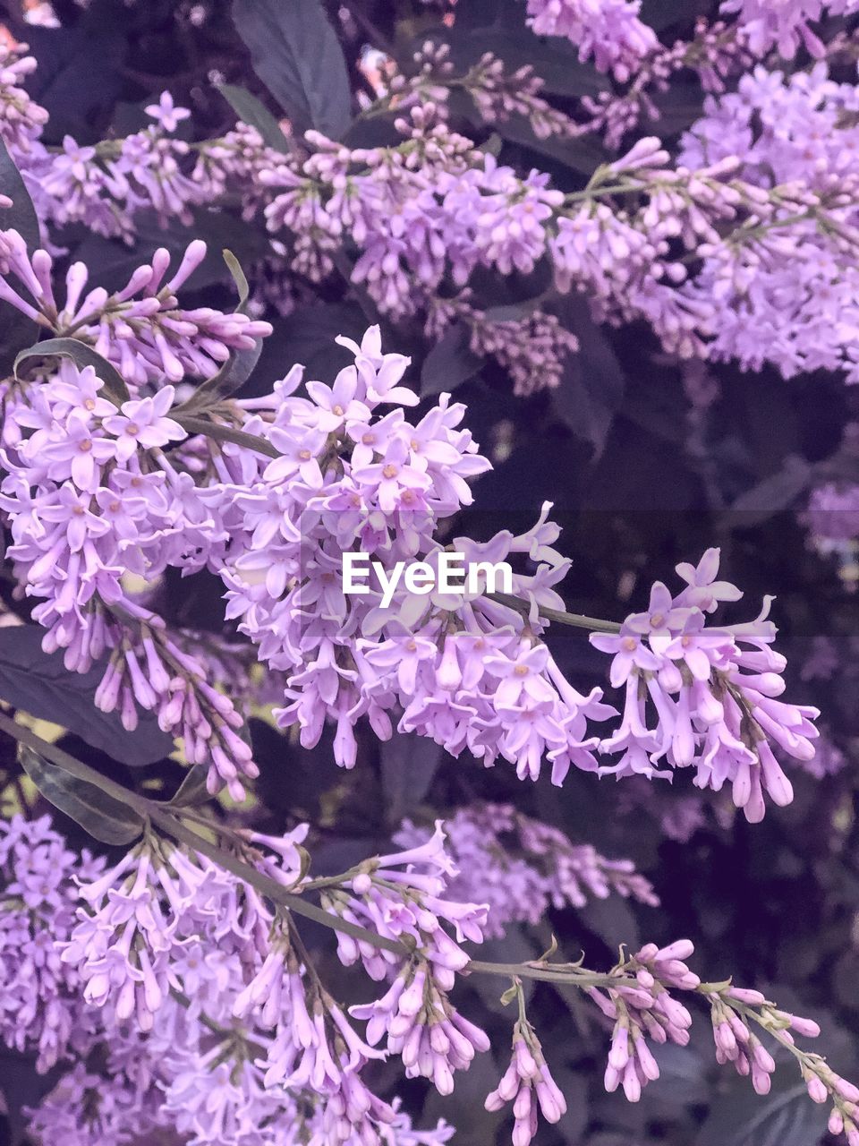 CLOSE-UP OF PINK FLOWERING PLANT IN BLOOM