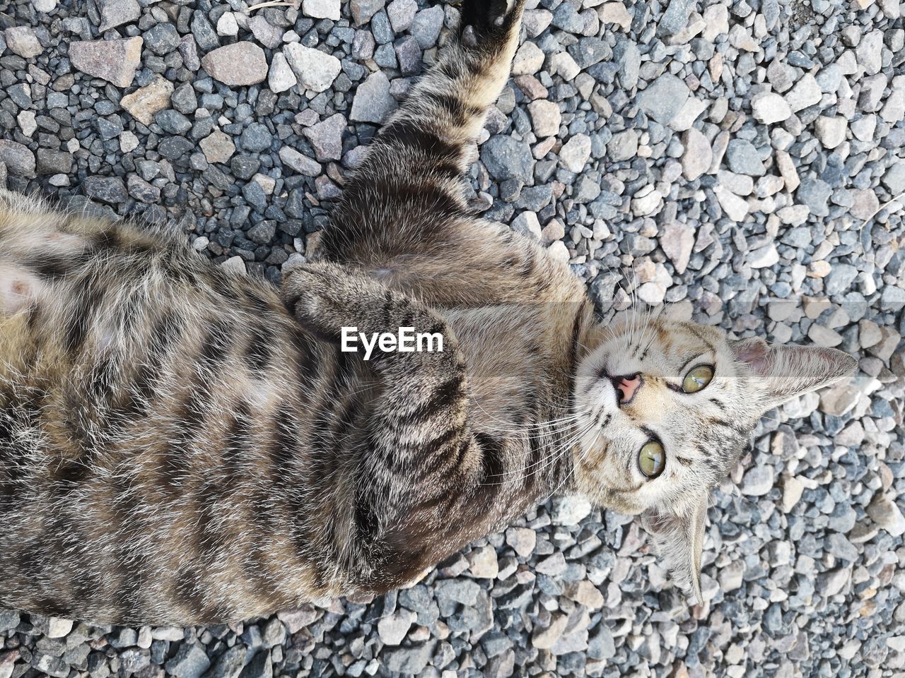 High angle view of cat lying on pebbles