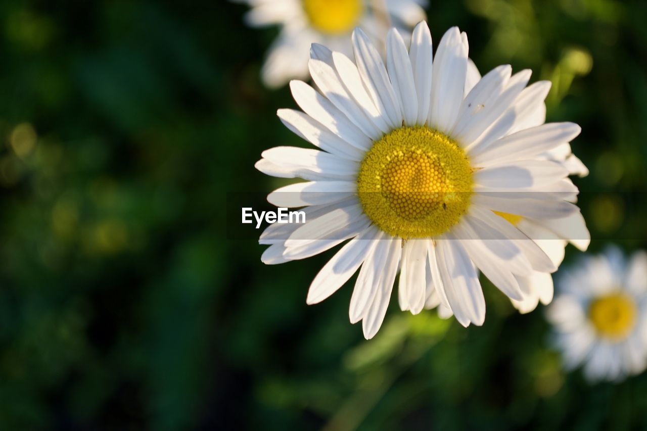 Close-up of white flower