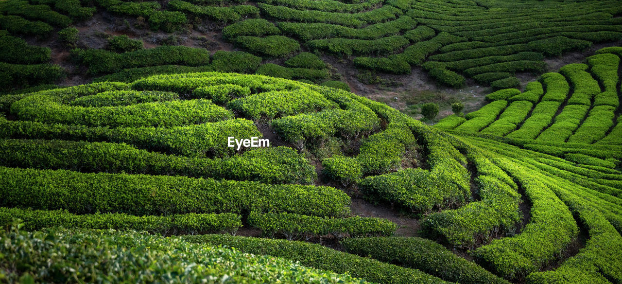 green, plant, land, tea crop, growth, crop, landscape, agriculture, plantation, environment, field, nature, rural scene, scenics - nature, beauty in nature, no people, foliage, tranquility, lush foliage, farm, pattern, hill, outdoors, flower, maze, vegetation, tree, food and drink, social issues, travel, soil, environmental conservation, tranquil scene, tea, day, forest, plant part, valley