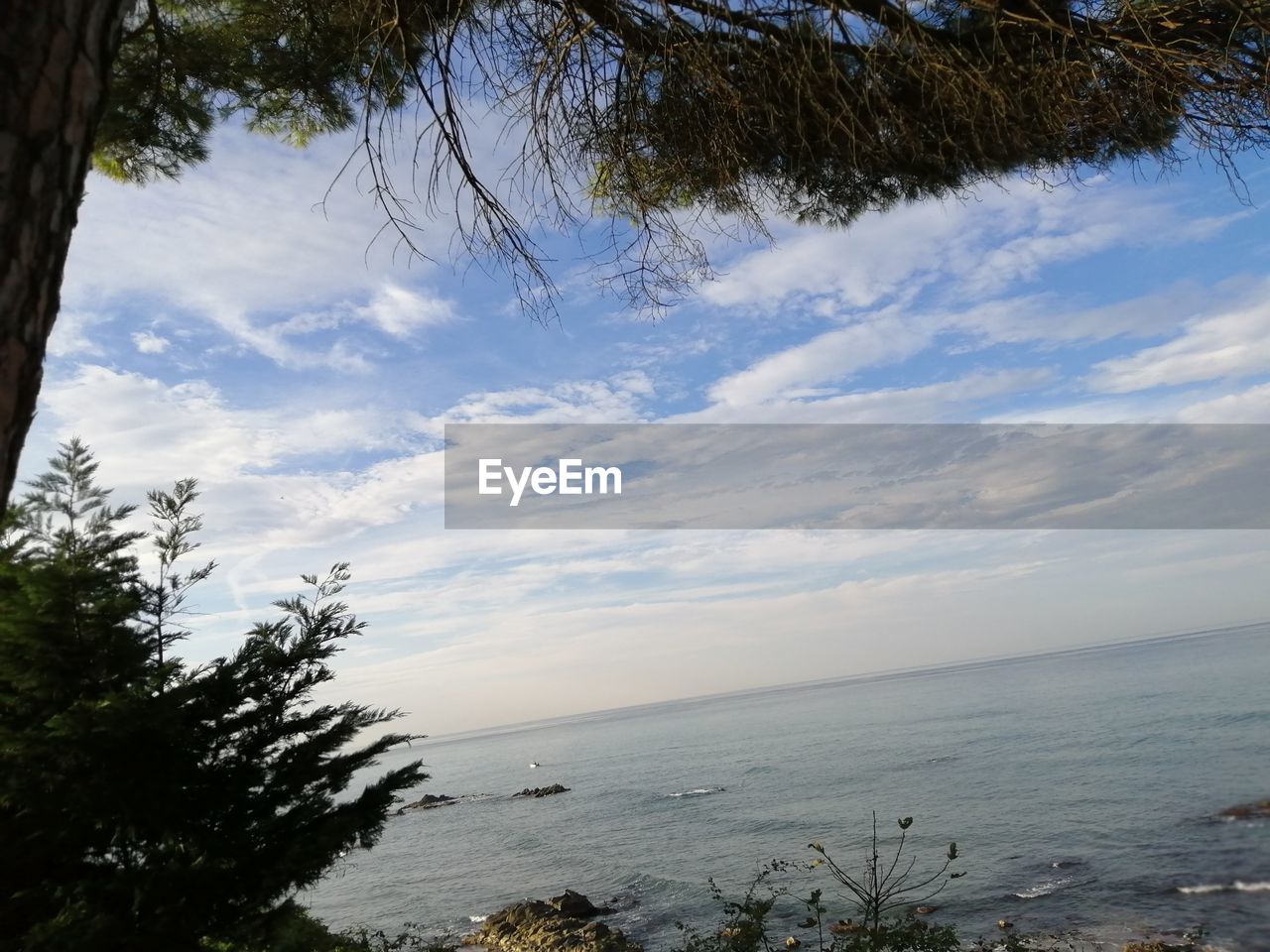 SCENIC VIEW OF TREES AGAINST SKY