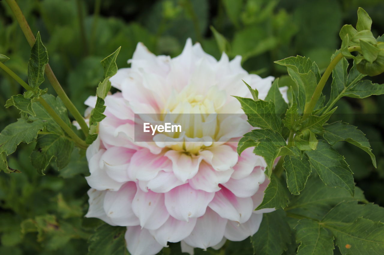 CLOSE-UP OF PINK ROSE FLOWER