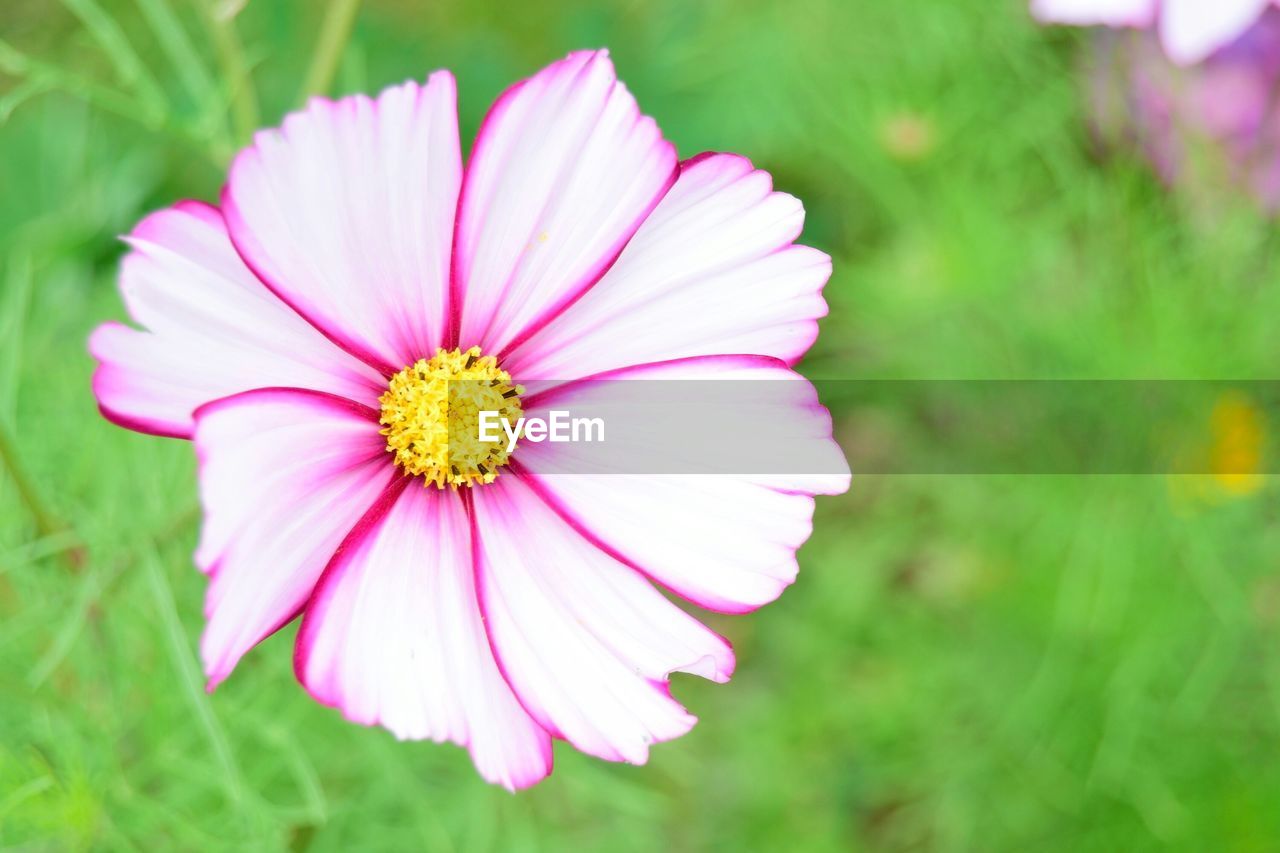 Close-up of cosmos flower blooming outdoors