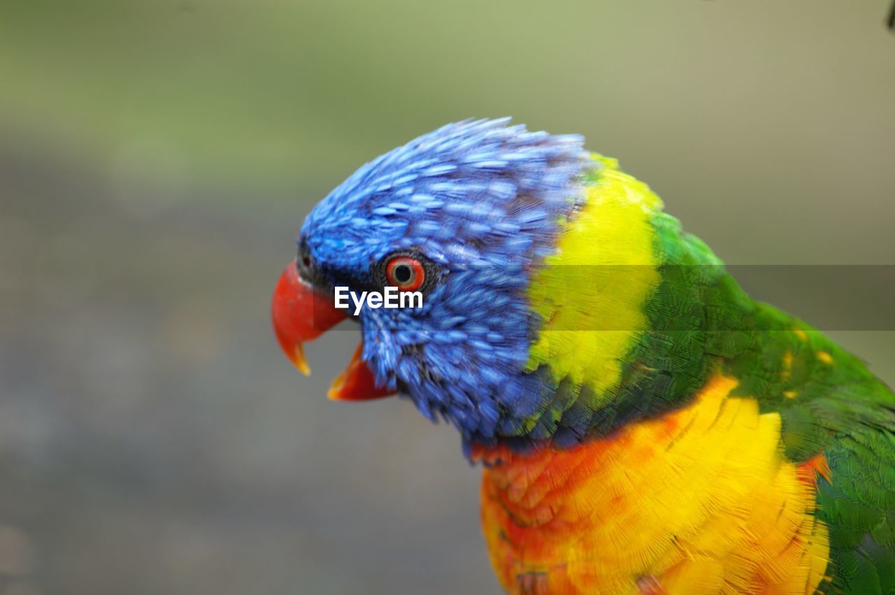 CLOSE-UP OF MULTI COLORED PARROT