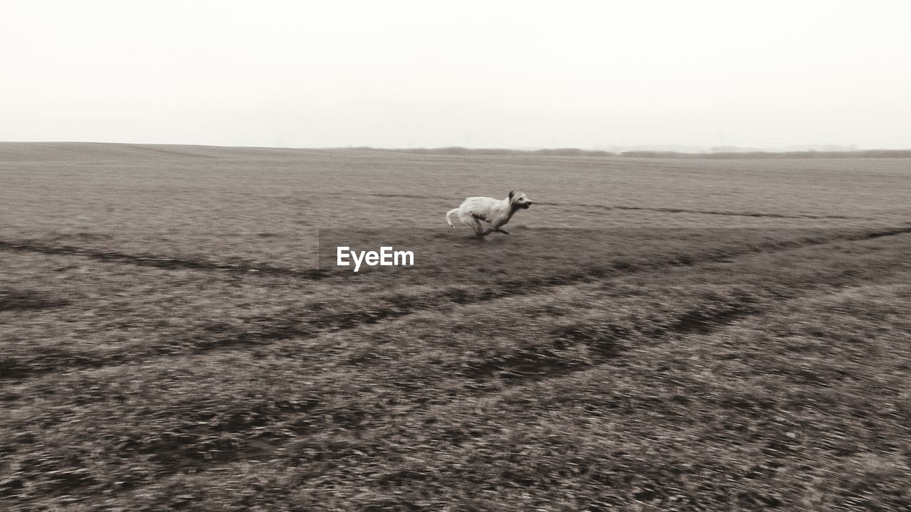 Horse on landscape against sky