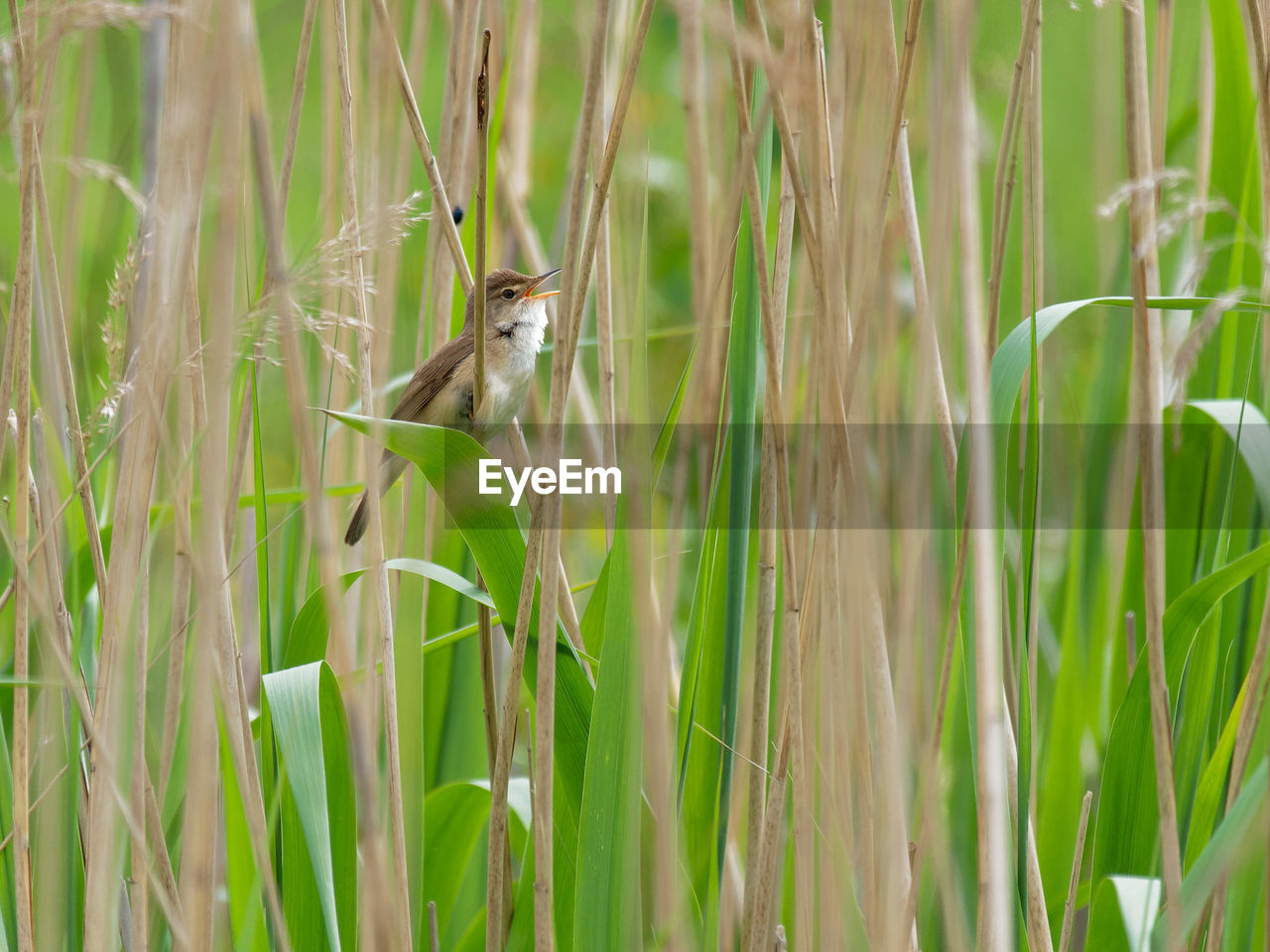 VIEW OF BIRD PERCHING ON PLANT IN FIELD