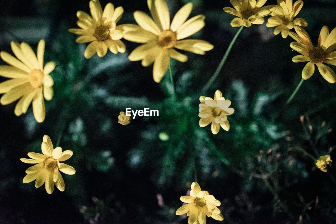 CLOSE-UP OF YELLOW FLOWERS