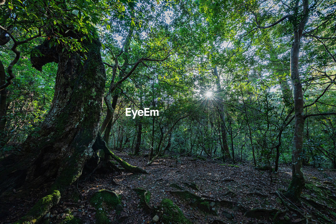 Green forest in japan 