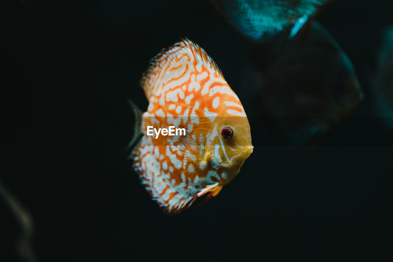 CLOSE-UP OF FISH SWIMMING IN WATER