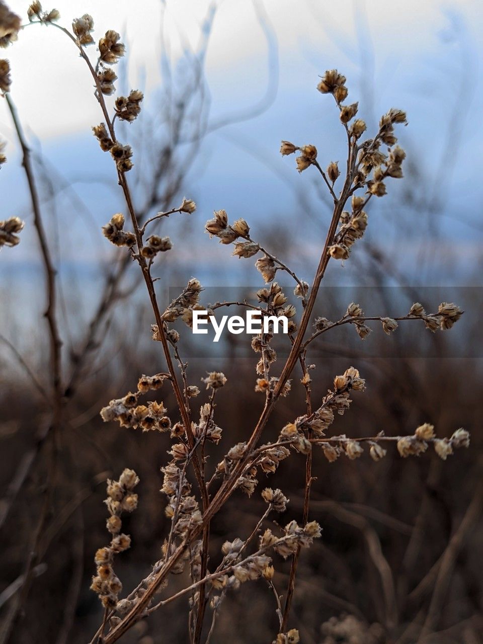 nature, plant, branch, leaf, tree, flower, winter, autumn, sunlight, spring, close-up, macro photography, no people, beauty in nature, frost, blossom, twig, food, grass, outdoors, morning, food and drink, growth, sky, environment, flowering plant, focus on foreground, landscape, plant stem, tranquility, day, freshness, plant part, land, fruit, selective focus, non-urban scene