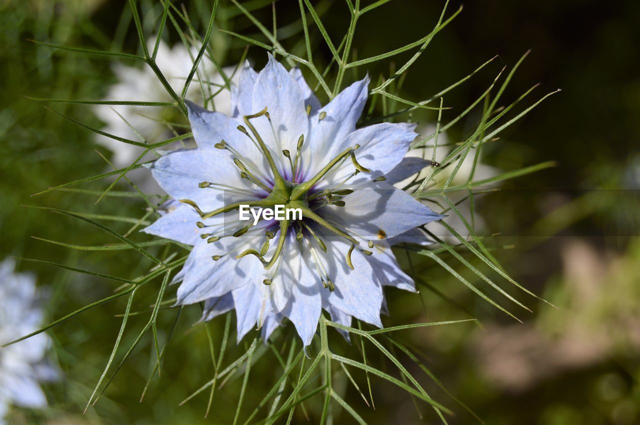 Close-up of white flower blooming outdoors