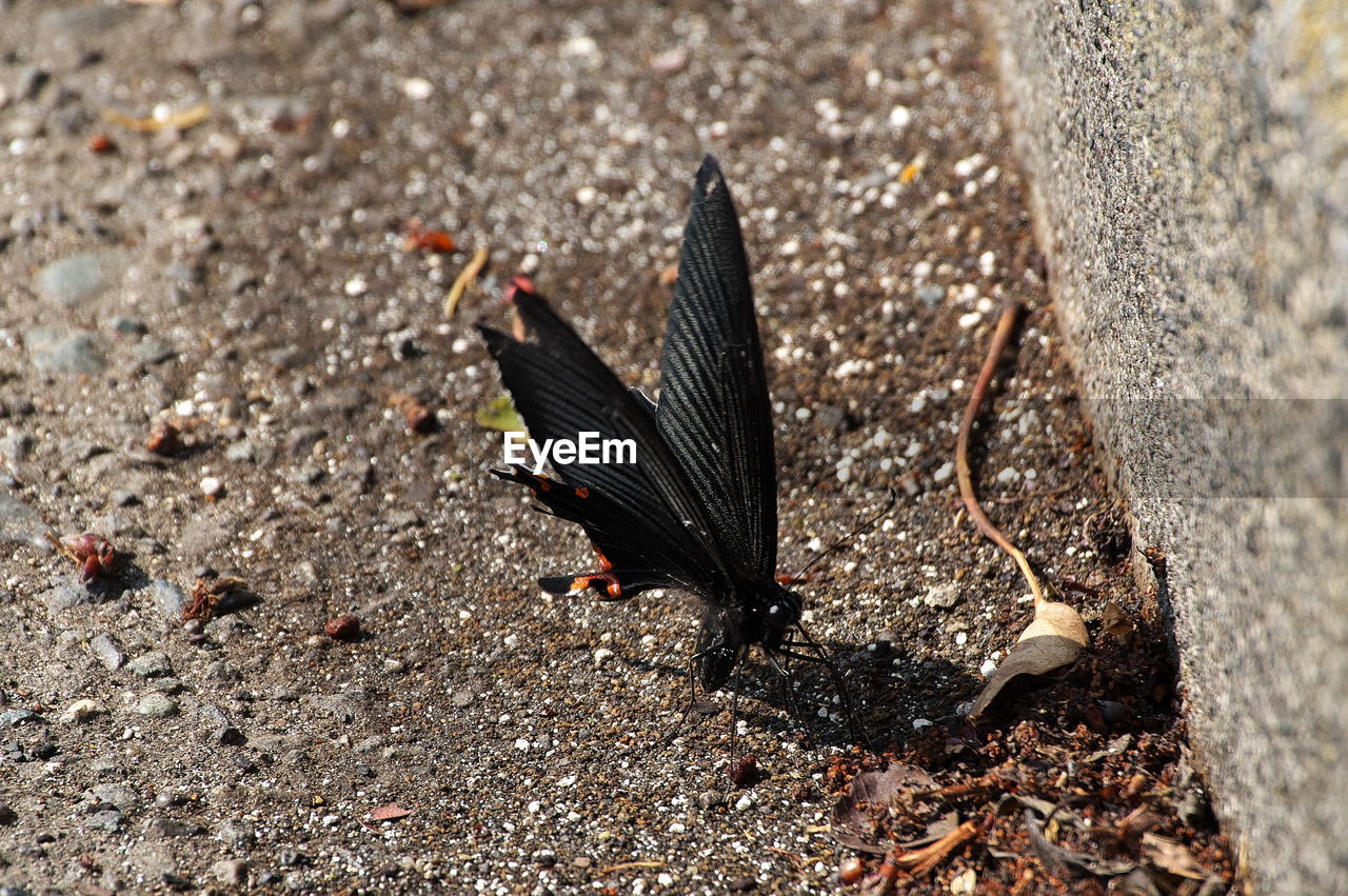 HIGH ANGLE VIEW OF A BIRD FLYING OVER LAND