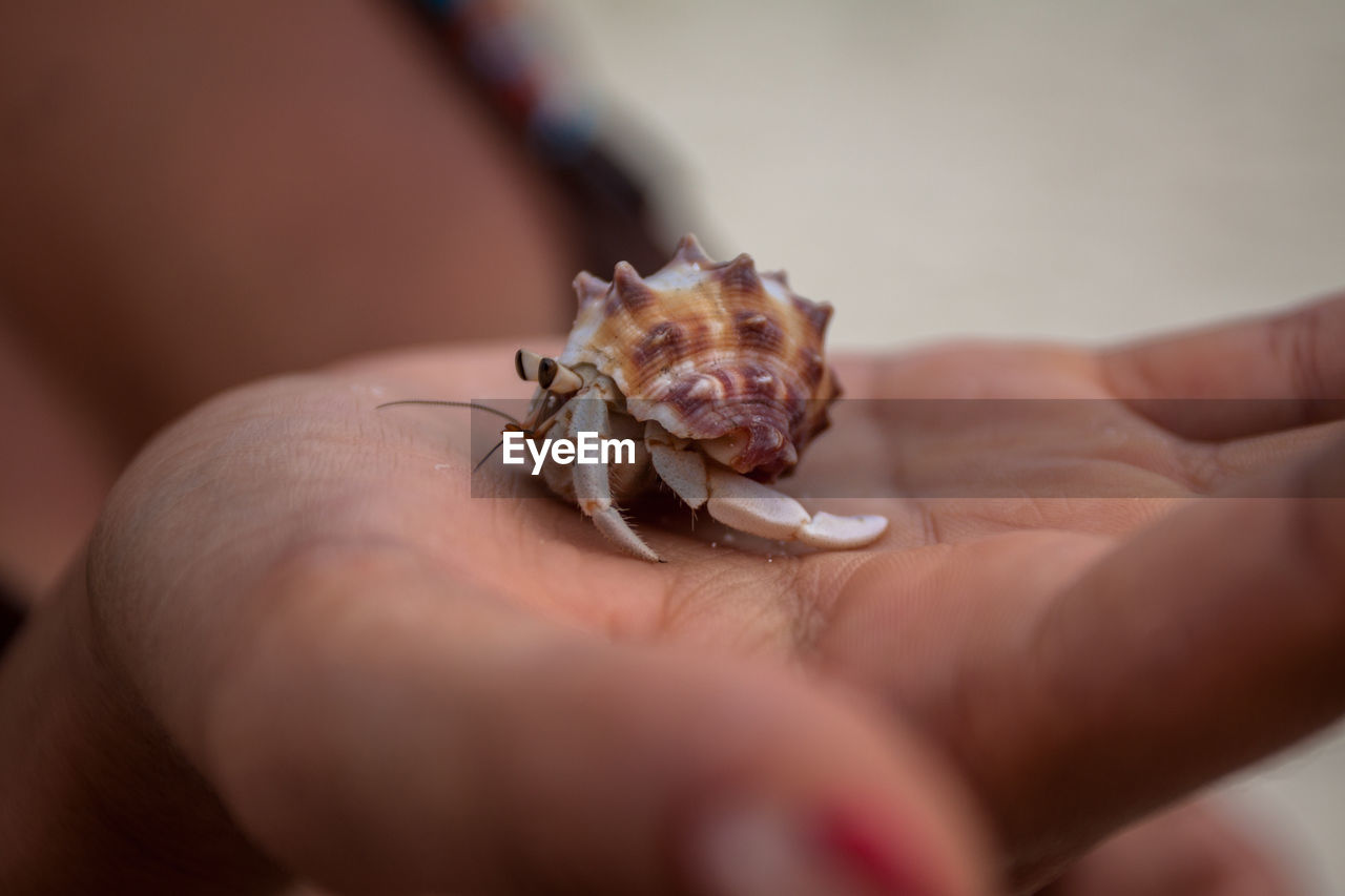 Cropped image of hand holding hermit crab