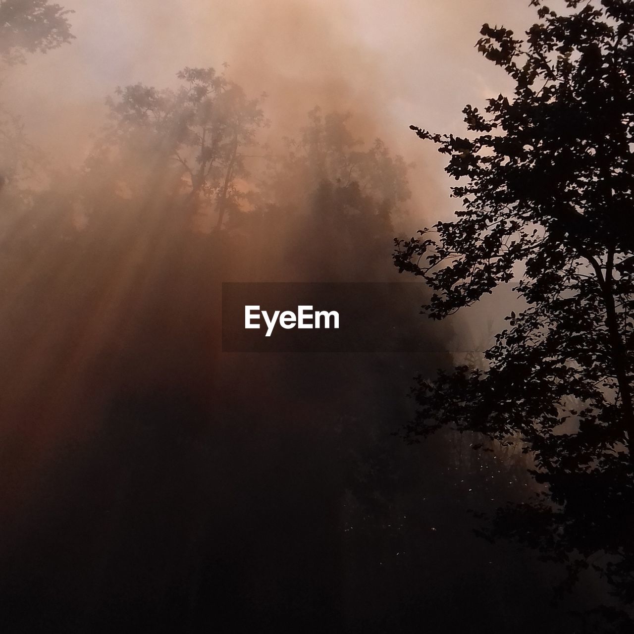 LOW ANGLE VIEW OF TREES IN FOREST