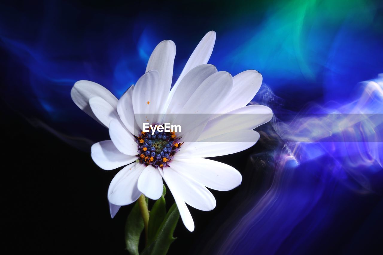 Close-up of white flower