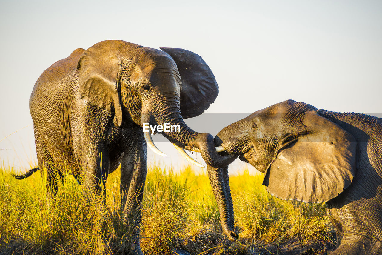 animal, animal themes, indian elephant, mammal, elephant, animal wildlife, wildlife, african elephant, group of animals, no people, animal body part, safari, nature, savanna, plant, two animals, environment, animal trunk, outdoors, grass, togetherness, side view, day, travel destinations, sky, animal family, adventure, landscape, travel, tourism, beauty in nature, tusk