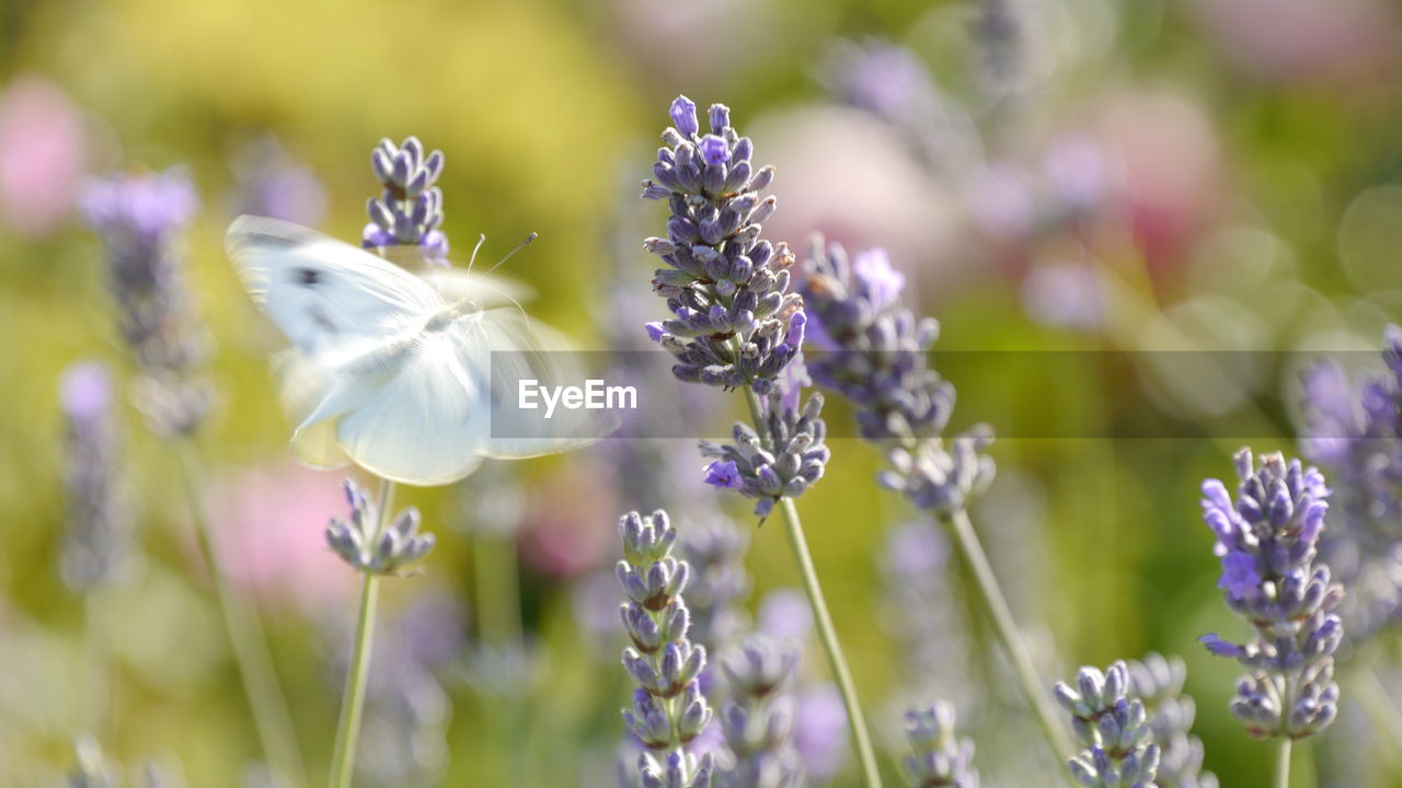 CLOSE-UP OF BUMBLEBEE ON LAVENDER