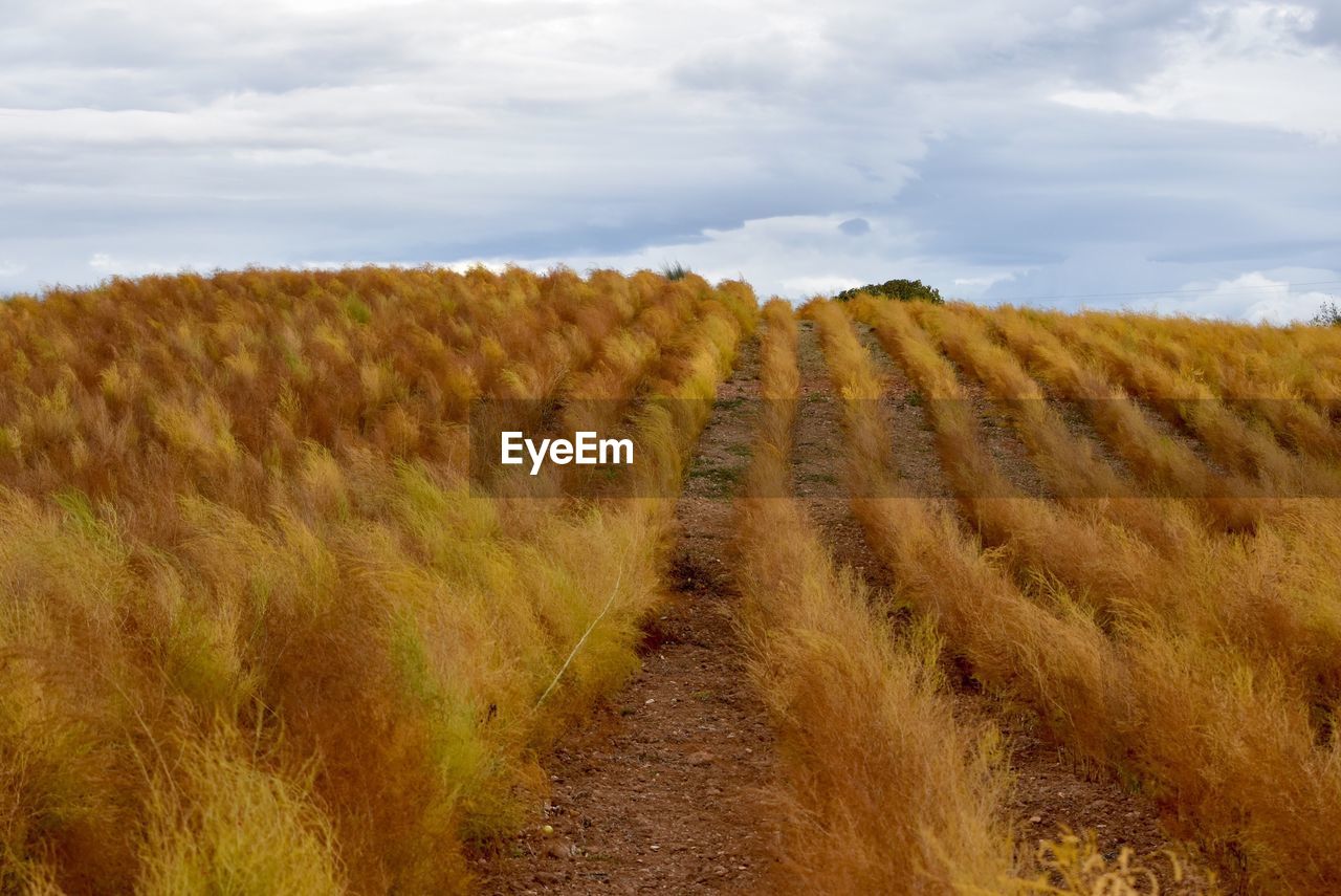 Scenic view of agricultural field against sky