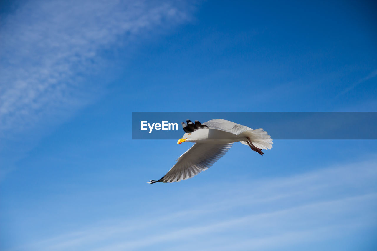 Low angle view of seagull flying against blue sky