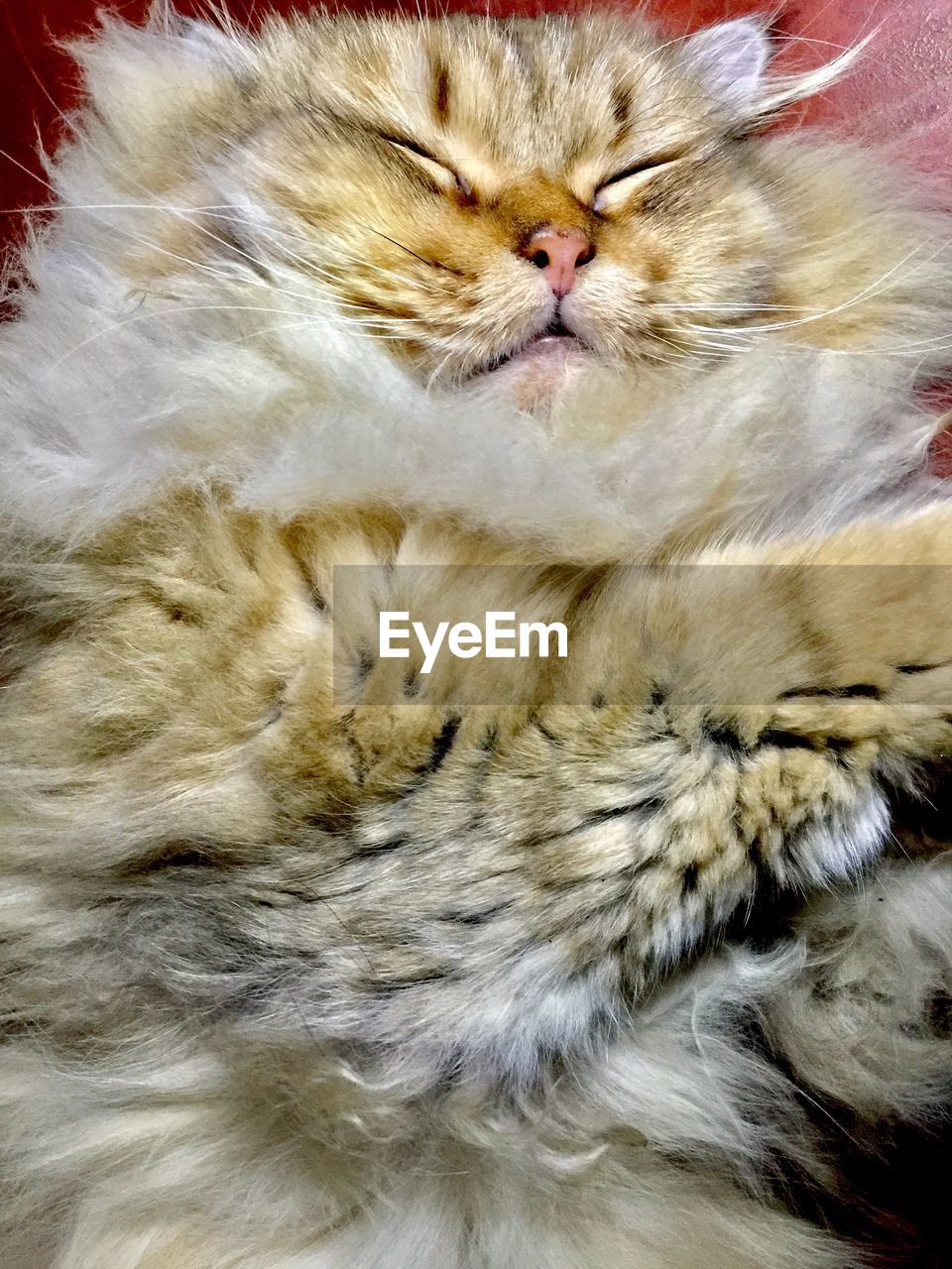 CLOSE-UP OF CAT ON CARPET