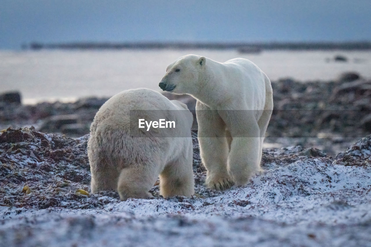 Two polar bears cross kelp on seashore