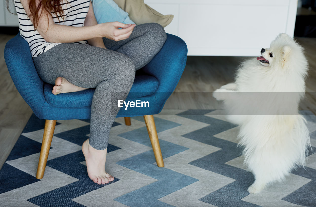 Low section of woman sitting on chair with dog at home