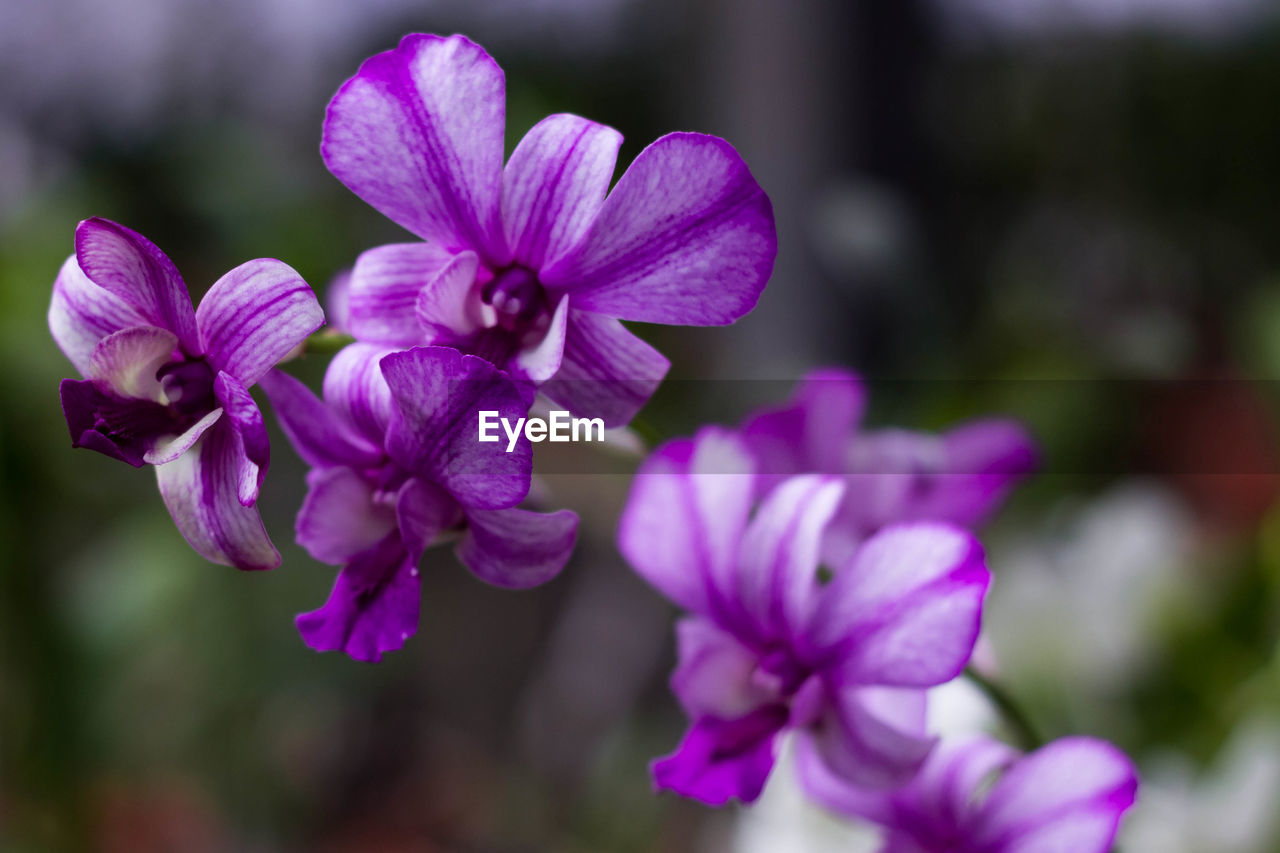 CLOSE-UP OF PURPLE PINK FLOWERS