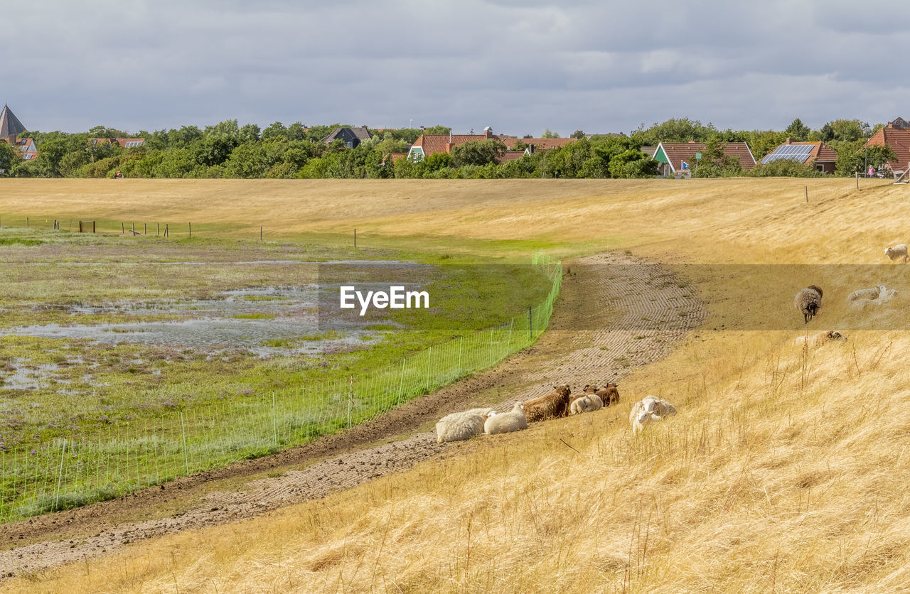 VIEW OF SHEEP ON LAND