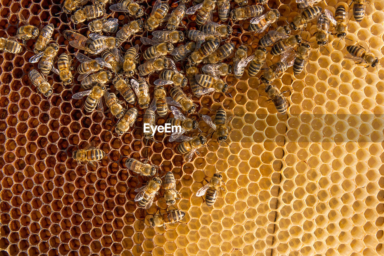 Full frame shot of bees on honeycomb