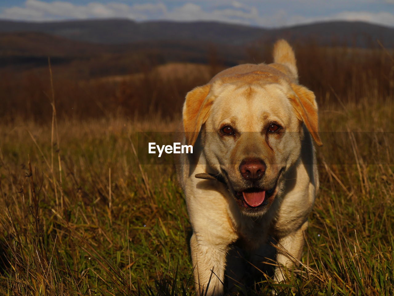 Portrait of dog on field