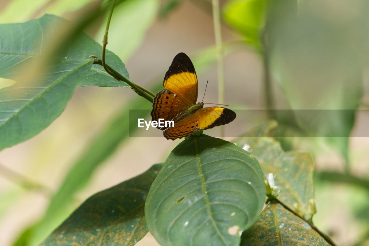 CLOSE-UP OF BUTTERFLY
