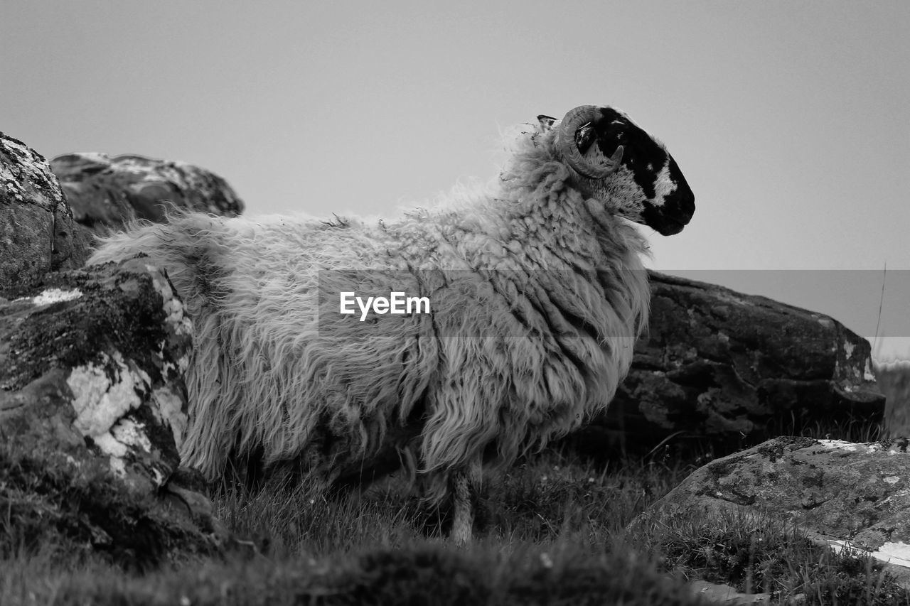 Sheep on grassy field