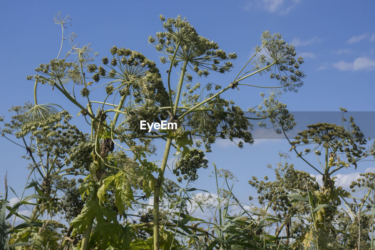 Low angle view of tree against blue sky