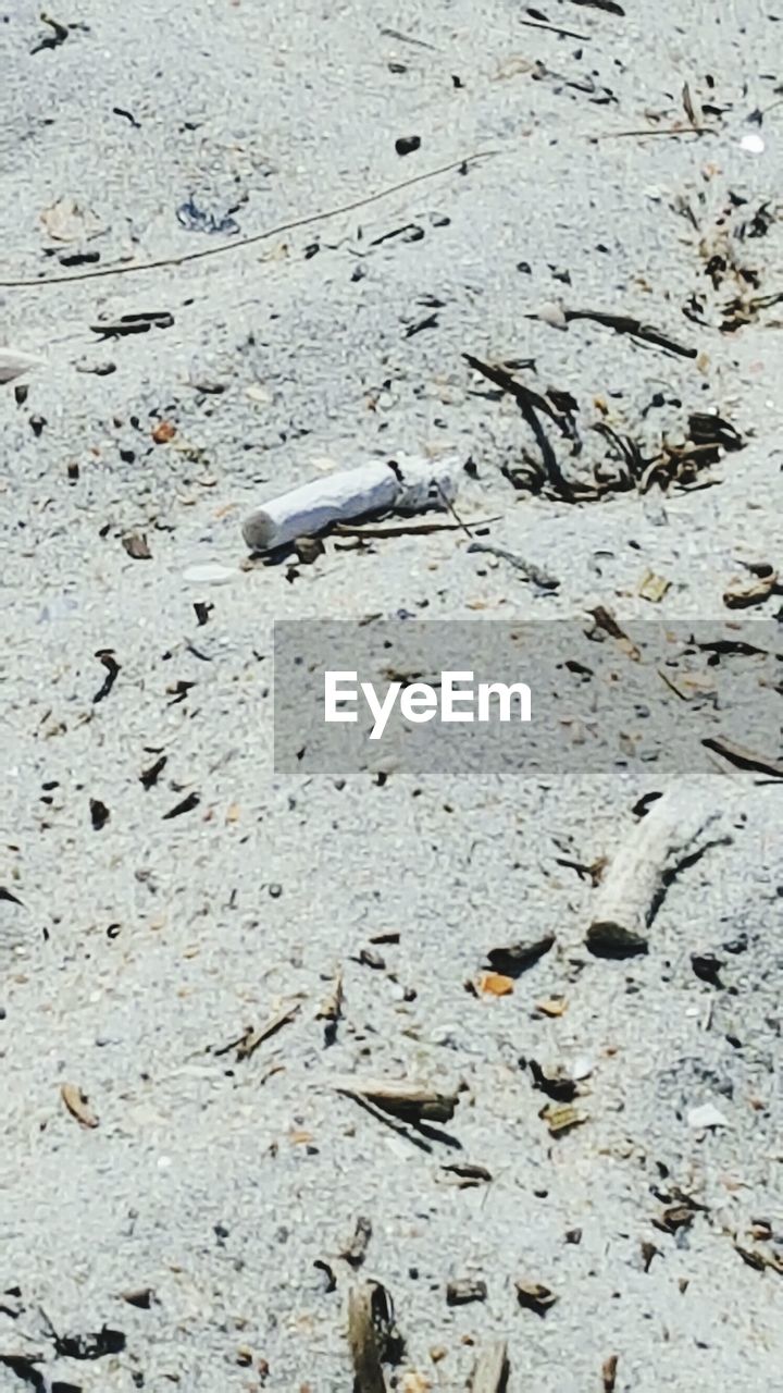 CLOSE-UP OF BIRDS ON SANDY BEACH