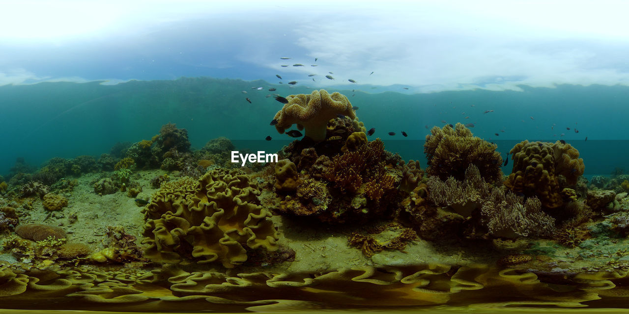 Reef underwater tropical coral garden. underwater sea fish. philippines. 360 panorama vr
