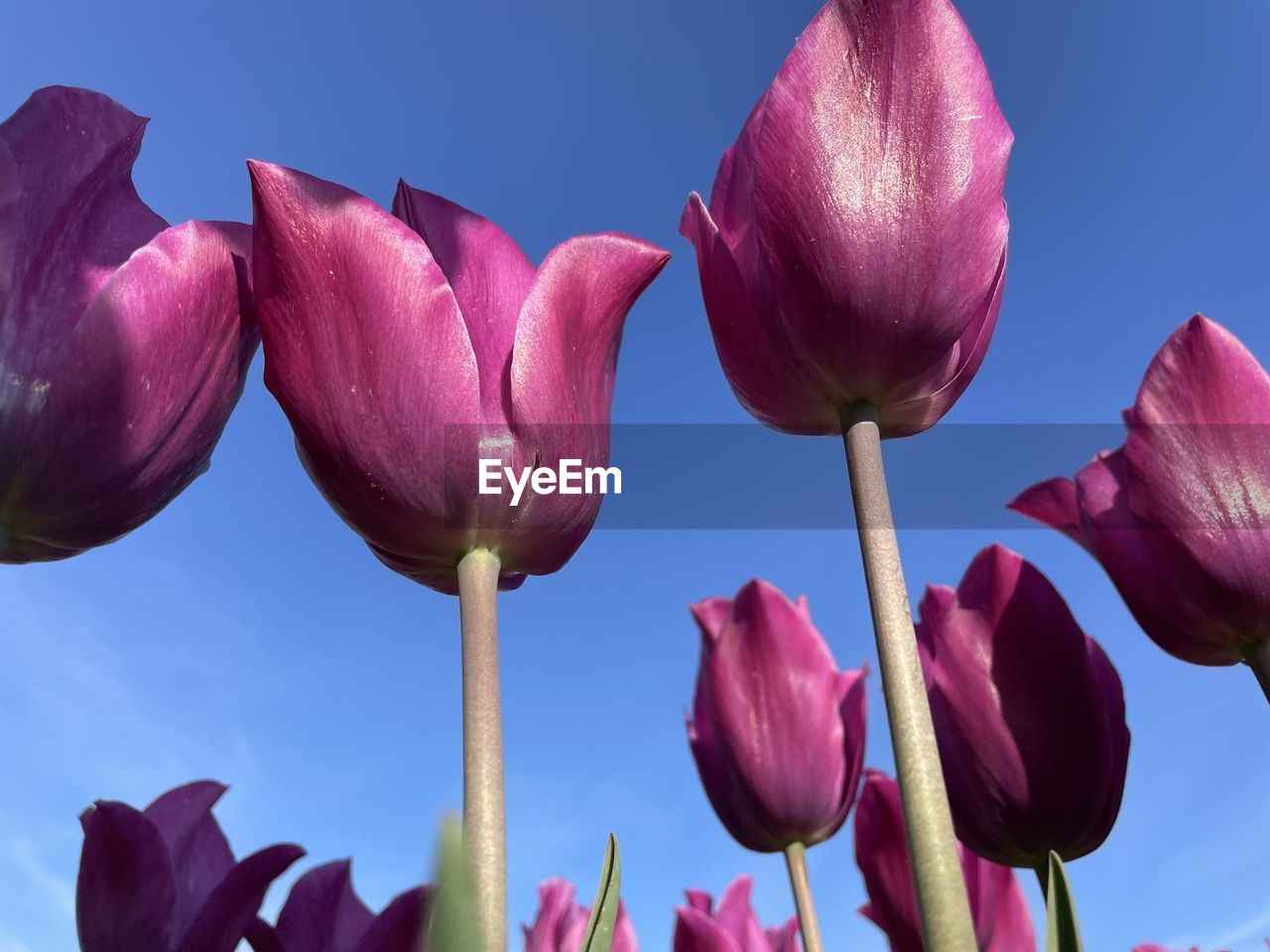 flower, plant, flowering plant, beauty in nature, freshness, nature, pink, petal, close-up, fragility, flower head, growth, inflorescence, tulip, purple, sky, blue, no people, springtime, outdoors, plant stem, magenta, blossom, bud, focus on foreground, day, vibrant color