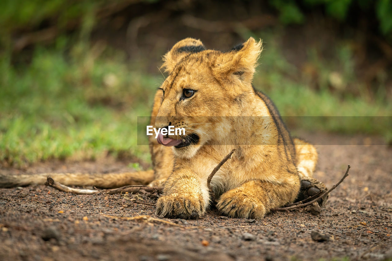 Close-up of lion cub lying licking nose